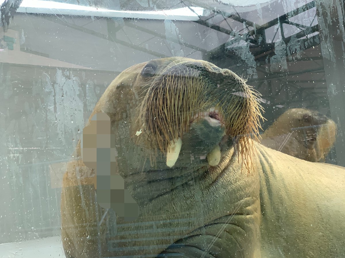 rukisealstraw's tweet photo. いちこ100％𝓴𝓲𝓼𝓼🍓🍓🍓 2026.7.28 #鳥羽水族館 #いちこ #ツララ #セイウチ https://t.co/HuutCaMXCo