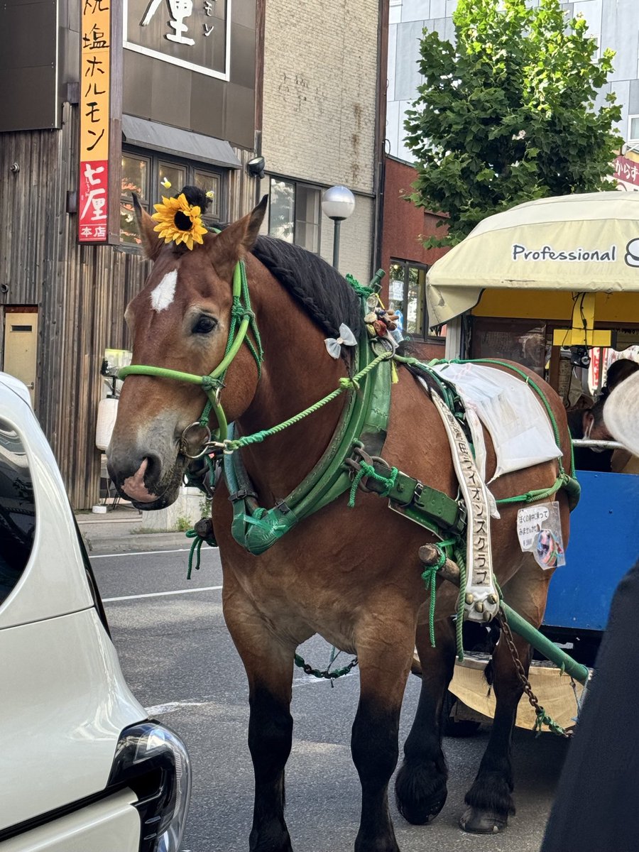 n1tr0n's tweet photo. 道を歩けば馬と出会う街　札幌 https://t.co/Fe2xSNw4nq