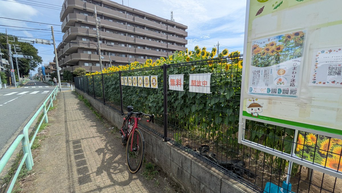 sla39103642's tweet photo. 夏らしくヒマワリが見たいと思い、中野にあるひまわり迷路まで走ってきた。今がちょうど見ごろな模様。
迷路の中には入らなかったけど、こんな時はSPDならなと思う。 https://t.co/46r4lOsJOj