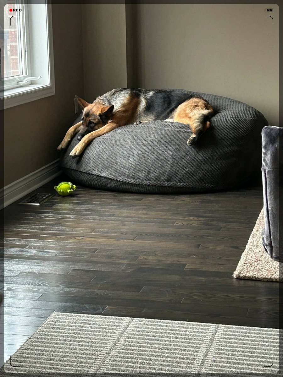 jacwilco's tweet photo. When your tiny puppy grows into a fluffy ball that steals your whole couch  What a perfect little life upgrade! https://t.co/2NU8RAZ2yl