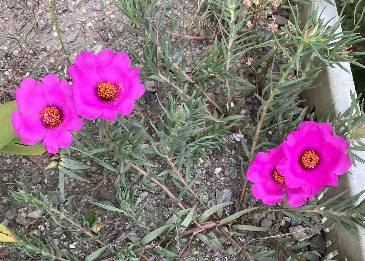 yuberusarara333's tweet photo. お隣からもらった花で
短い枝みたいなのを土に
刺したら、翌日に一輪
咲いて⭐︎小さいのに生命力
強くて驚きましたw
夏から秋咲くそうですw
マツバボタンとスマホの
画像検索で出ました♩
夏、心配性の私は
間に合わせないと
いけないと言ってw
年賀状描き始めましたw
色々やりかけ多くて
すみません https://t.co/GCSIWkBbjr