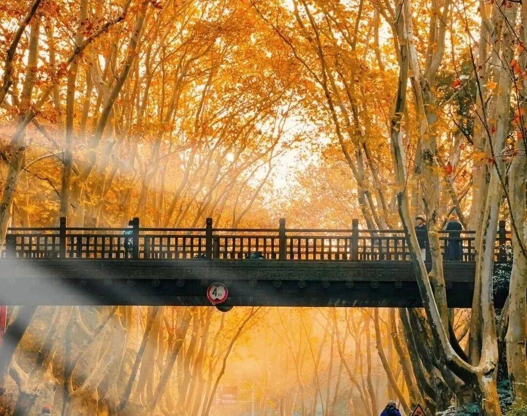 Immanuval2's tweet photo. [Chilly autumn vibes! First sweater day of the year, and golden leaves are falling everywhere ]， https://t.co/cYRsSRuaLB