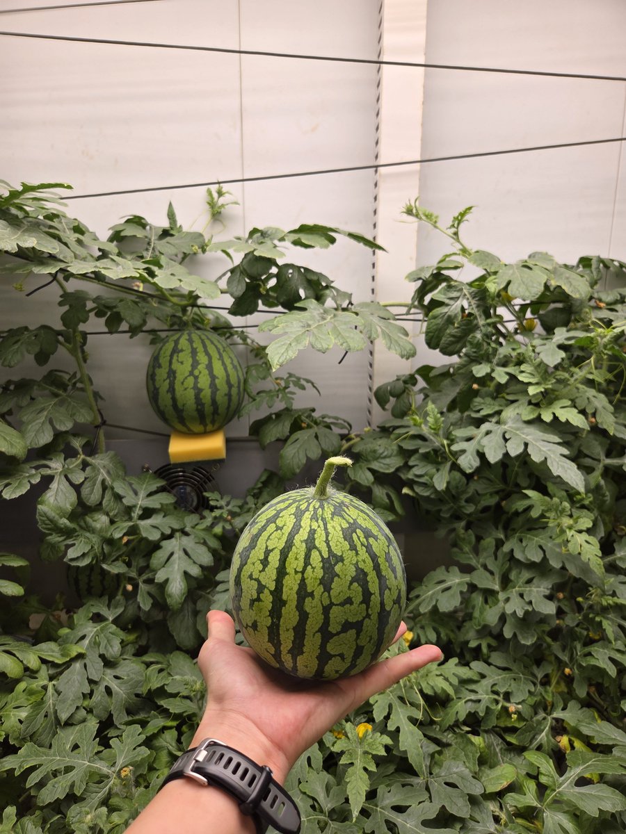 intern_430's tweet photo. 🍈 남극 멜론 일기 1화 🍈

출��이 100일 남은 오늘! 남극 온실 마지막 작물로 멜론 농사 시작합니다.

지난 작기에는 수박, 참외를 키웠는데요. 덩굴 식물에 자신감이 붙은만큼, 이번엔 멜론까지 도전해 보려구요. 

오늘 파종 끝! 앞으로 많관부!

+ 마지막 사진은 지난 작기때 키운 수박이랍니다 😊 https://t.co/nllD0GRcol
