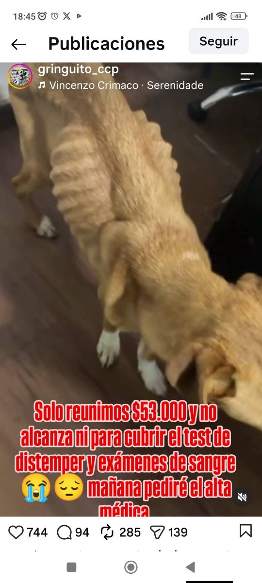 Chilena9772's tweet photo. Solo ayudó #Chile 
Elizabeth encontró a estás perritas desnutridas, necesitan ayuda para alimentación, gastos médicos veterinarios, etc.
Banco estado 
15.221.890-7
Cuenta Rut 
15221890
Elizabeth Barrientos 
Región de Biobío
RT @KarendTV @lindorfovet @kamanriq @patrmarsh https://t.co/v75rO1s3t5
