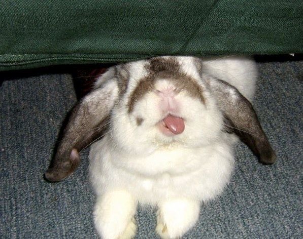 Bunnies's tweet photo. https://t.co/UpVyoi0I5J
