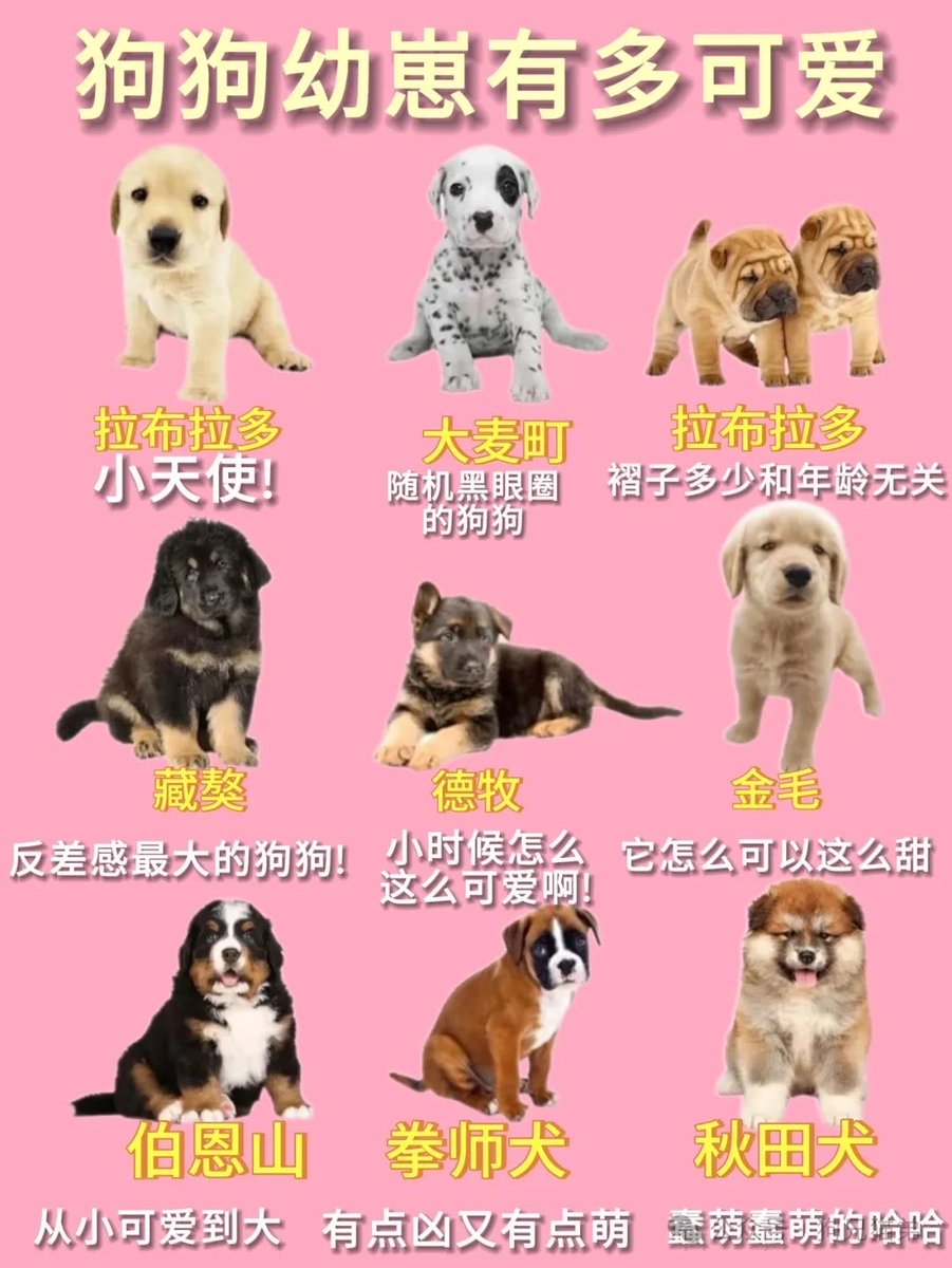 AMacalipat's tweet photo. Watch our rescue pup grow from a tiny fluffball to a zooming sidekick in 6 months  Every milestone hits different! https://t.co/FFAeZHrgX1