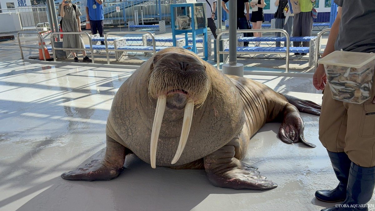 TOBA_AQUARIUM's tweet photo. セイウチ好きのはじめの一歩: セイウチは週に1度体重測定を行っており、その体重を指標の一つとして餌の量を決めたりしています。   先日の体重測定で改修工事後初！ポウちゃんもステージに遊びに行ってみました！ ※ステージに遊びに行くのは不定期で https://t.co/BfRSeNkwIG https://t.co/JP00JLPZpX