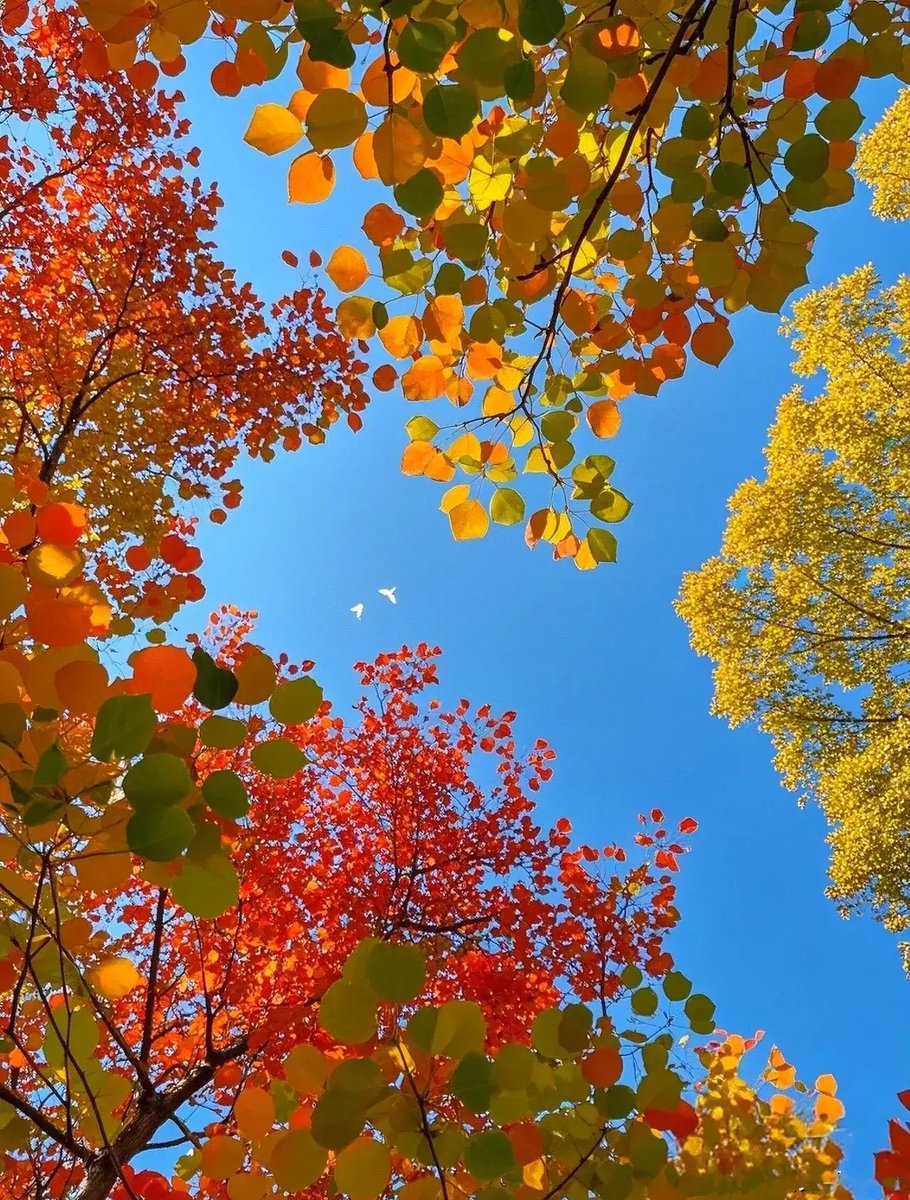 CHANDANCSCHANDU's tweet photo. [Blue skies, warm breeze, and the best of autumn vibes  Today’s perfect for a walk and a coffee break!]， https://t.co/IEw1TPrhKR
