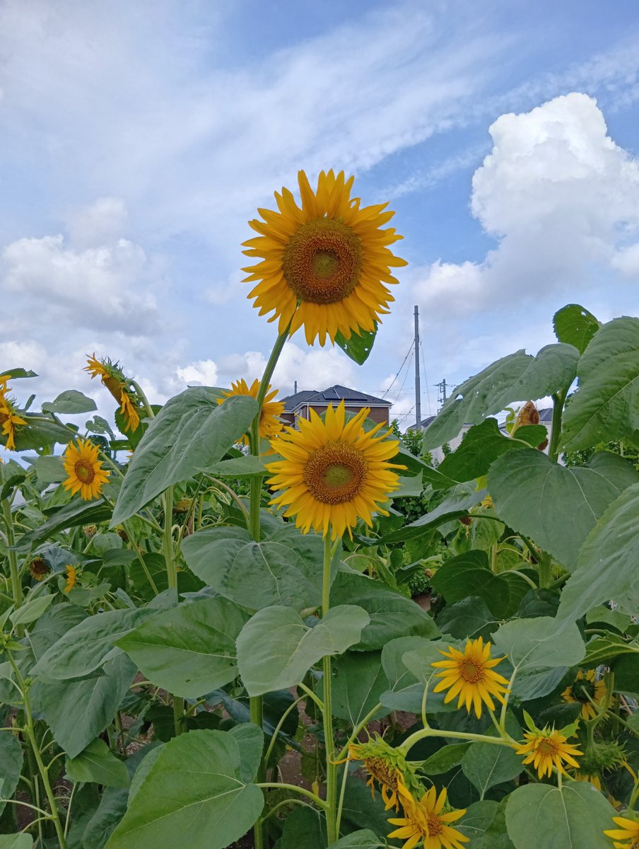 hhh_diary's tweet photo. 横田農園〜なんまちヒマワリ畑〜座間ヒマワリ畑へ♪

座間は今週末ですかね・・・。

花を眺めて、楽しめるようになりました(⁠^⁠^⁠)/

頭の中もお花畑だった瞬間 https://t.co/fnGVT2pq0N