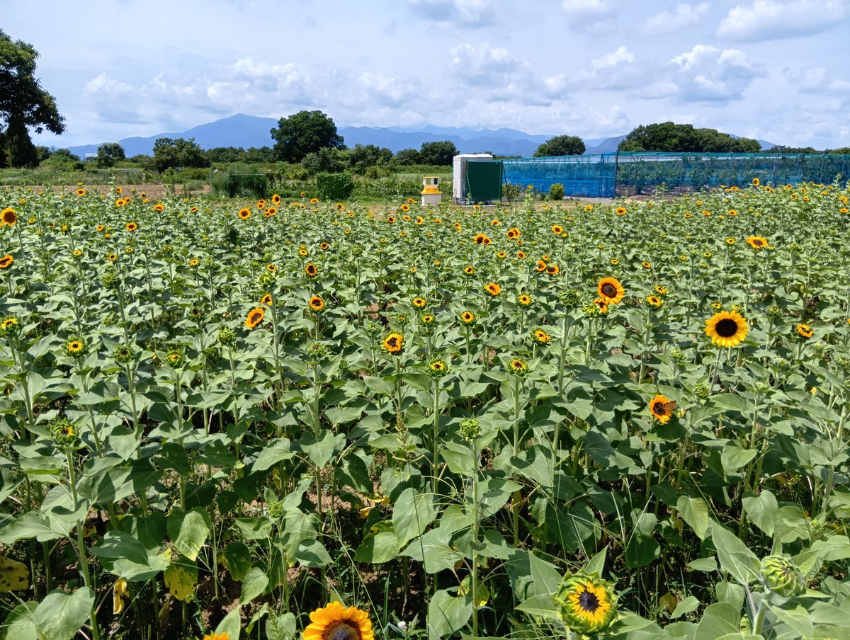 hhh_diary's tweet photo. 横田農園〜なんまちヒマワリ畑〜座間ヒマワリ畑へ♪

座間は今週末ですかね・・・。

花を眺めて、楽しめるようになりました(⁠^⁠^⁠)/

頭の中もお花畑だった瞬間 https://t.co/fnGVT2pq0N