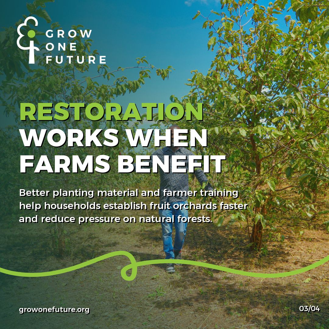 growonefuture's tweet photo. Forest restoration matters most when families can feel it in ordinary life.

CIFOR-ICRAF Forests News reports from Zimbabwe on efforts to domesticate wild loquat and other indigenous fruit trees that support both woodland conservation and household resilience. In the miombo wo... https://t.co/4dsj1ofAHD