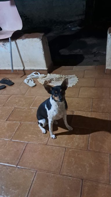 SOSPatinhas00's tweet photo. !!!Socorro!!! 

Preciso urgente de ajuda, eles estão sem ração, estão com fome, qualquer valor ajuda por favor 
Pix: 

animais.sos01@gmail.com https://t.co/xpWzw4LDUa