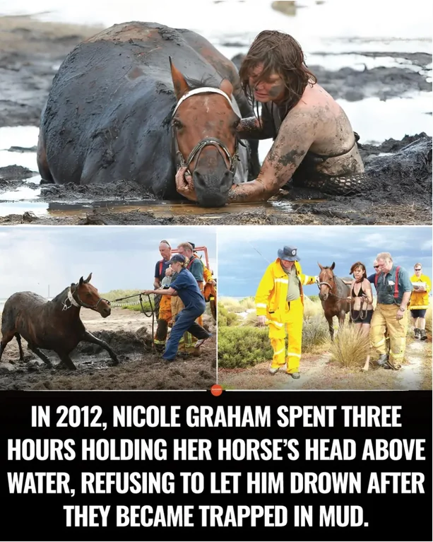 Rainmaker1973's tweet photo. In 2012, Nicole Graham’s horse Astro became trapped in deep mud at Avalon Beach as the tide began rising. 

She stayed beside him for about three hours, despite the cold, wet conditions, keeping his head above the mud and calming him while rescuers worked to free him. With the tide closing in, every minute mattered. Eventually, rescuers managed to pull Astro to safety.