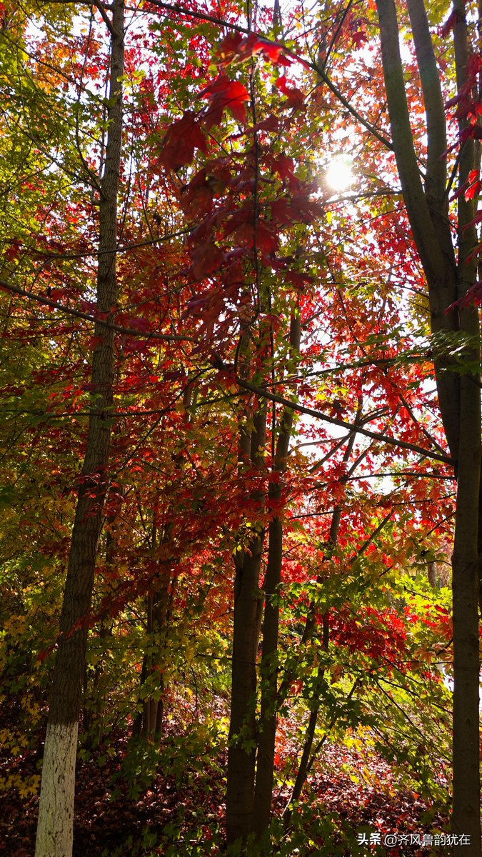 Hub2Seddof's tweet photo. It’s a crisp autumn morning! The sun’s filtering through golden maple leaves, perfect for a warm latte and a walk. https://t.co/E01PHmiENY