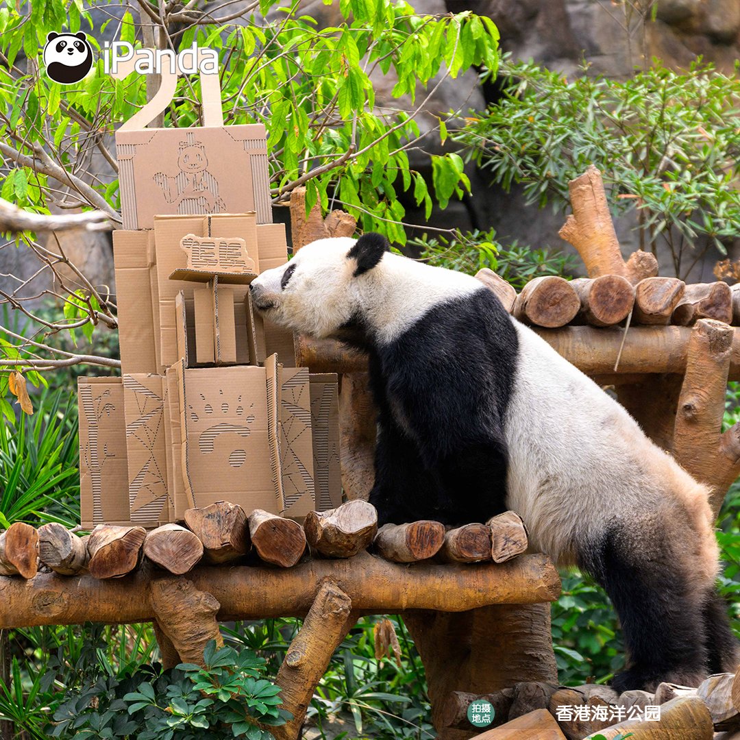 ipandacom's tweet photo. Ocean Park Hong Kong was filled with birthday cheers for Le Le! Fans and visitors gathered to celebrate Le Le’s 21st birthday.

#PandaPic #CCRCGP #PandaFun #PandaNews #FrienshipMessenger https://t.co/vdFyvcQKfj