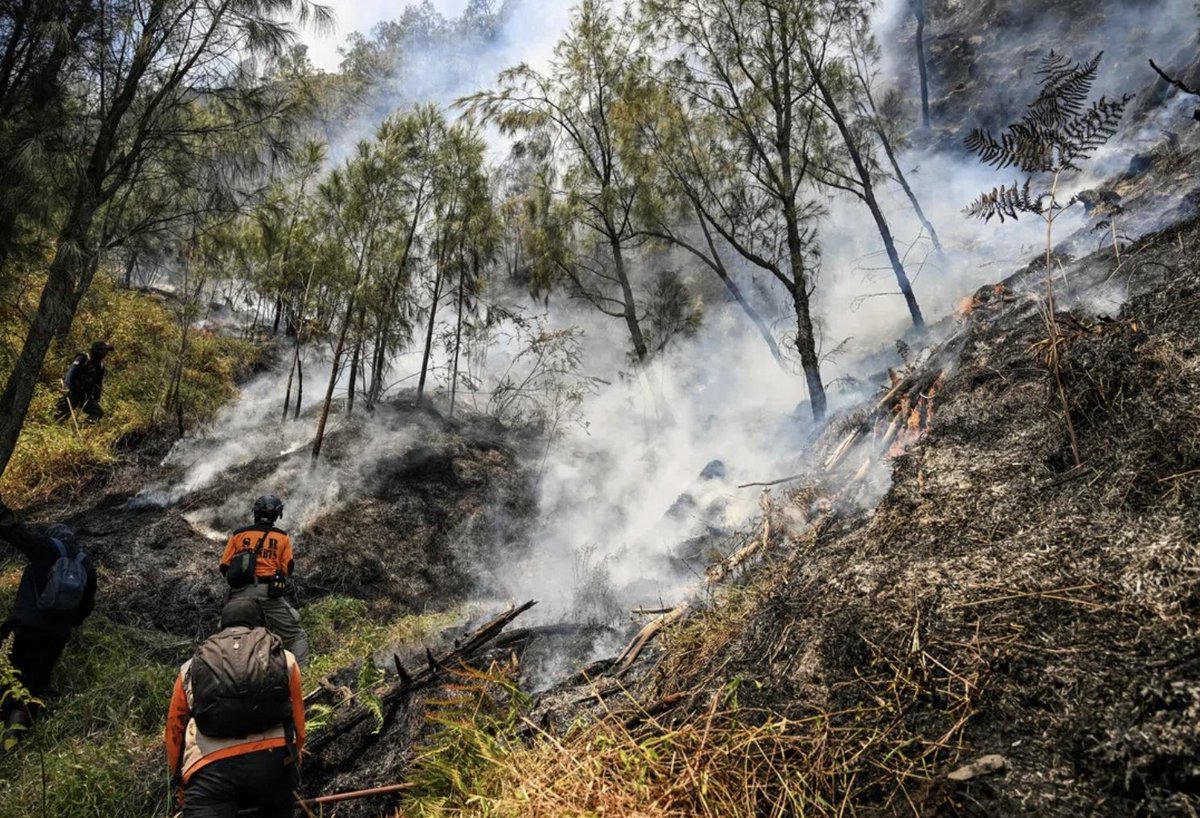 CCTVAsiaPacific's tweet photo. #Indonesia closed the #MountBromo tourist area in #EastJava to all tourist activities on Saturday night as a wildfire continues to spread, the Bromo Tengger Semeru National Park authority said late Saturday. The closure took effect at 10 p.m. local time on Saturday and will remain in place until further notice. The #fire, which broke out on Monday, has affected approximately 170 hectares.
Pics via CFP