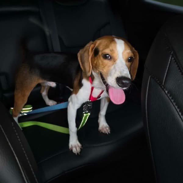 TriBeagles's tweet photo. Adoptable beagle of the day-Fred! https://t.co/gXCoIUTkNW https://t.co/GD4pwaYoZT
