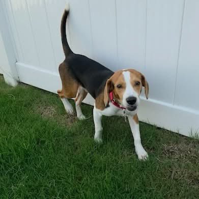 TriBeagles's tweet photo. Adoptable beagle of the day-Fred! https://t.co/gXCoIUTkNW https://t.co/GD4pwaYoZT