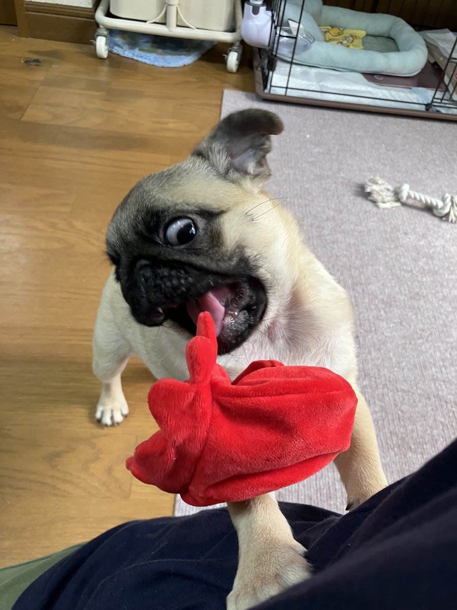 suzu7_pug's tweet photo. タコさんがお気に入り🐙

 #パグ  #pug https://t.co/ZkpiCKcB3I