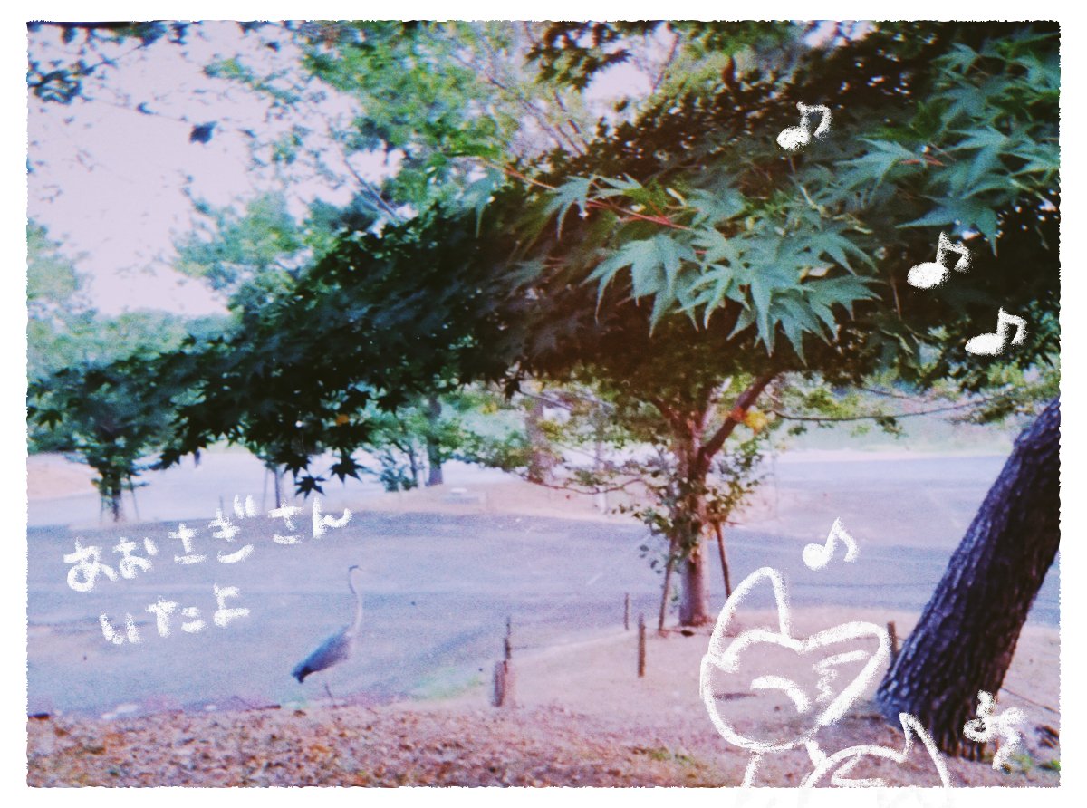 kitsnenstik's tweet photo. あおさぎさんいたよ https://t.co/JERRFOyXpD