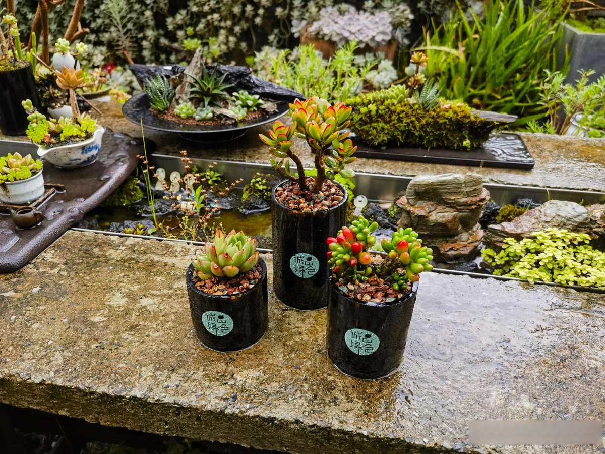 RyanPantua's tweet photo. [Turning old glass jars into stylish storage for your small plants  No waste, all creativity!]， https://t.co/3nuMUxp8L6