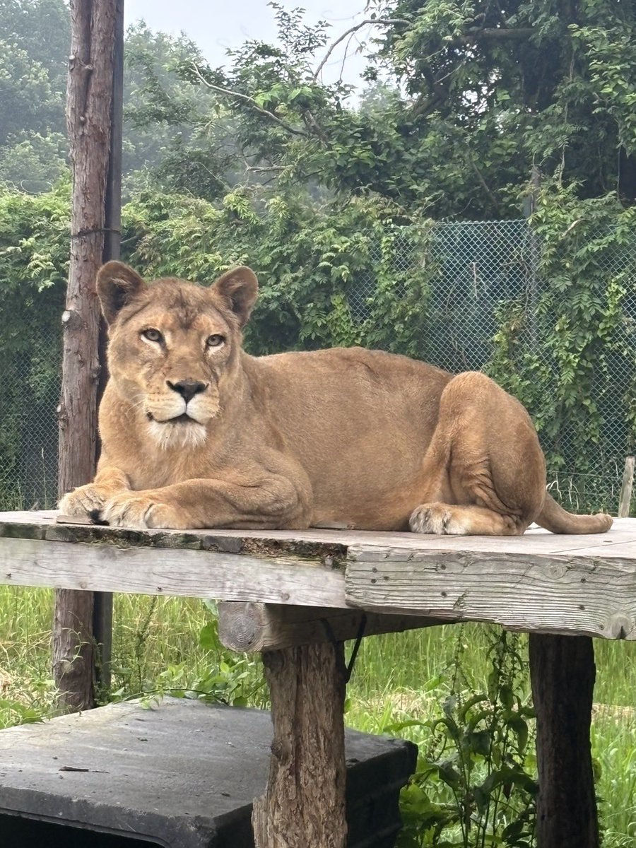 NASU_SAFARIPARK's tweet photo. 明日は世界ライオンの日🦁
ホワイトライオンの前で13時頃からライオントークを実施します。

ぜひお待ちしております😆

 #那須サファリパーク  #世界ライオンの日 https://t.co/cgo3vQuTsA