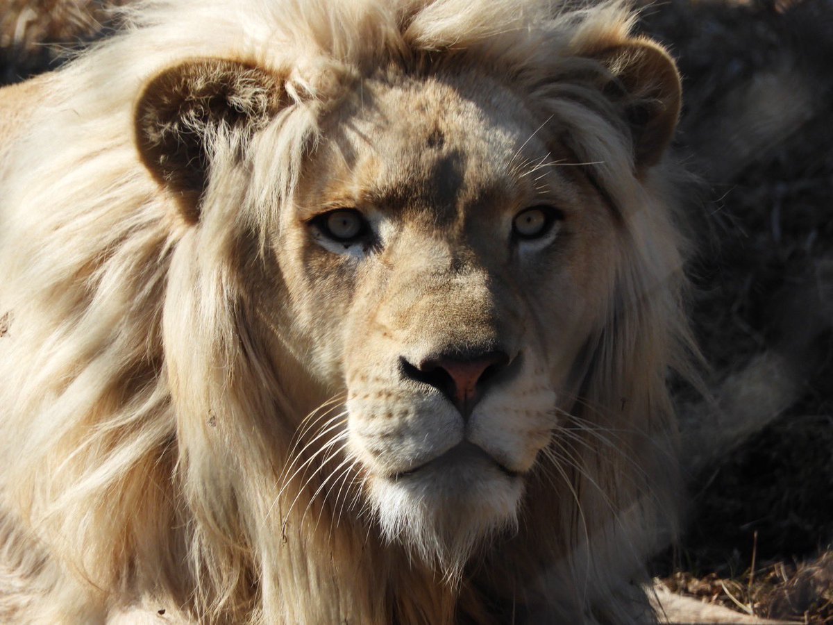 NASU_SAFARIPARK's tweet photo. 明日は世界ライオンの日🦁
ホワイトライオンの前で13時頃からライオントークを実施します。

ぜひお待ちしております😆

 #那須サファリパーク  #世界ライオンの日 https://t.co/cgo3vQuTsA