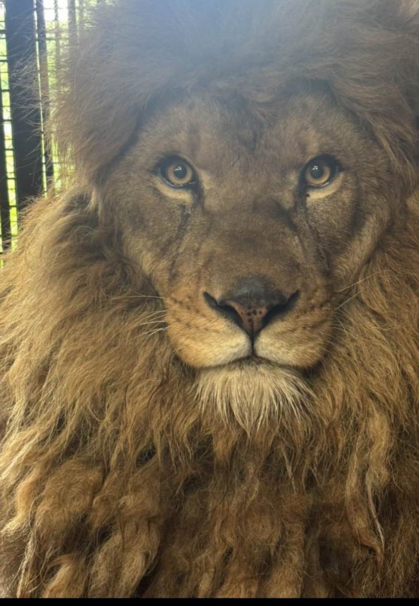 NASU_SAFARIPARK's tweet photo. 明日は世界ライオンの日🦁
ホワイトライオンの前で13時頃からライオントークを実施します。

ぜひお待ちしております😆

 #那須サファリパーク  #世界ライオンの日 https://t.co/cgo3vQuTsA