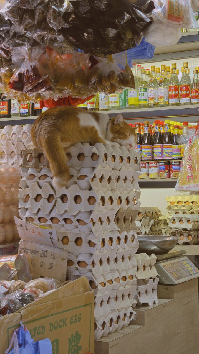 minicooly's tweet photo. Naps on tower of eggs https://t.co/lb357ik5pJ