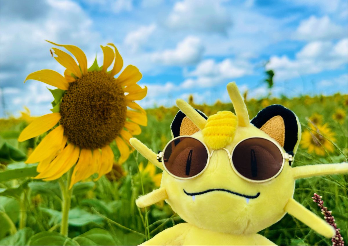 夏だねニャース🌻🌻