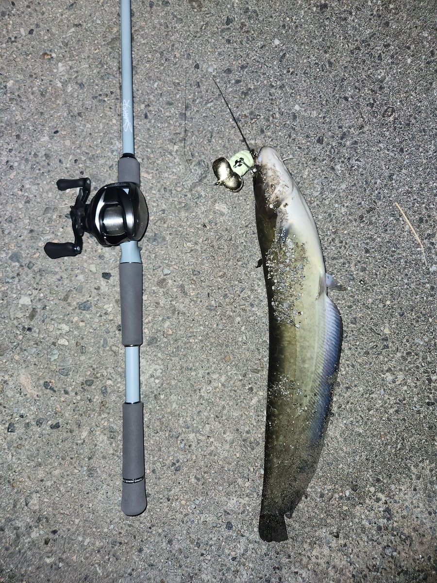 JSoccer2132's tweet photo. 初ダイワタックル🎣
シマノも良いけどダイワもいいな！ https://t.co/CZCv91rP7D
