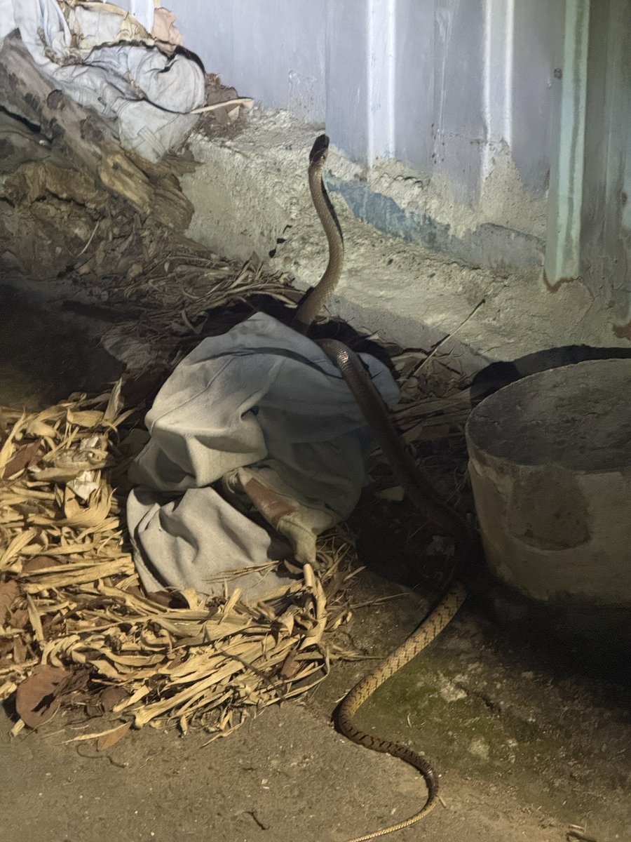 Xiaochen_aki's tweet photo. 🐍 https://t.co/3ODbdTrdrJ