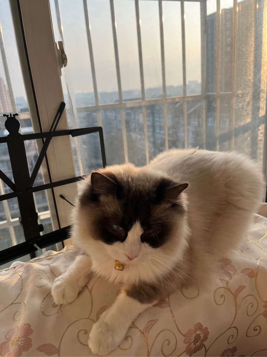 queenlarin4's tweet photo. Nothing beats coming home to a wagging tail and a warm purr  Pet love is the best daily magic! https://t.co/Kd0E0xotwp