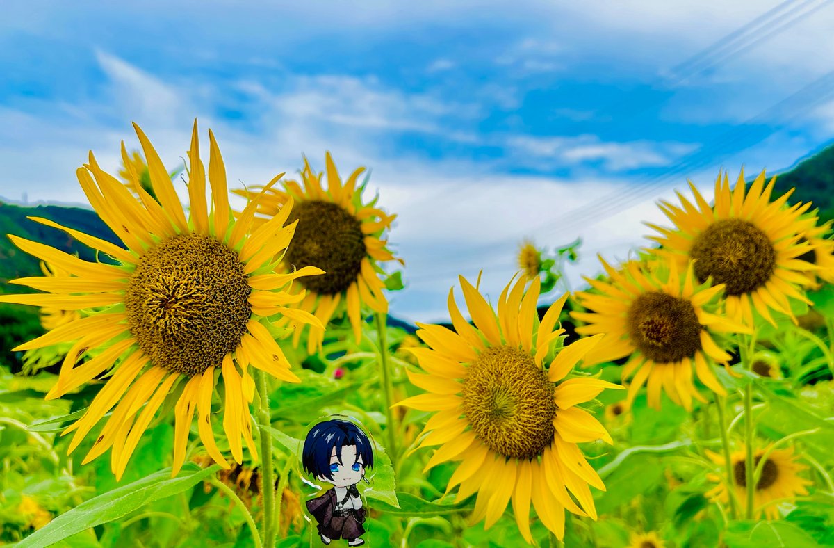 iroha1782's tweet photo. 薫くんとひまわり見に行った🌻💙
#AnthosFandom https://t.co/VrpR1l0s0q