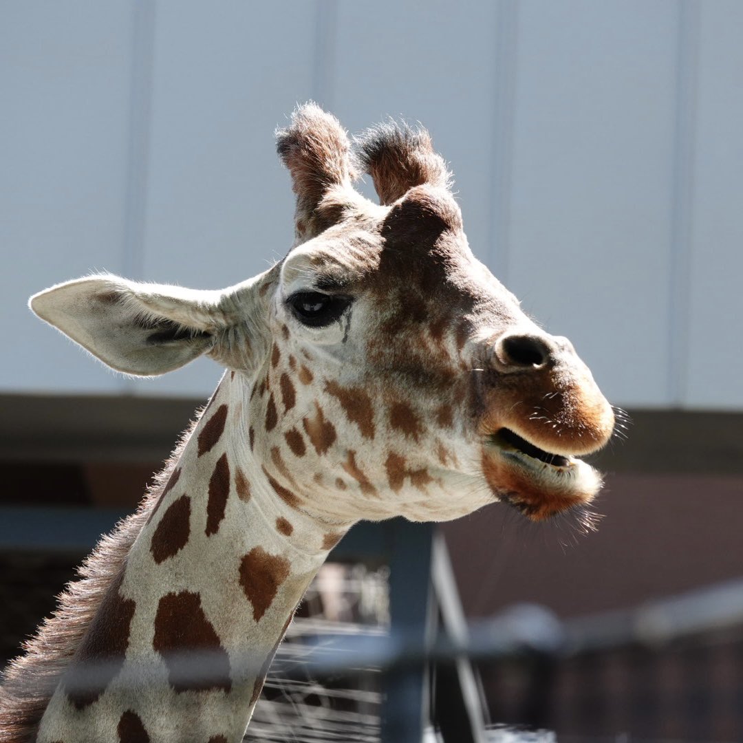 komabaZooPhoto's tweet photo. 2026年8月 
#円山動物園 #キリン #ユリカ https://t.co/Nfz8x9mhin