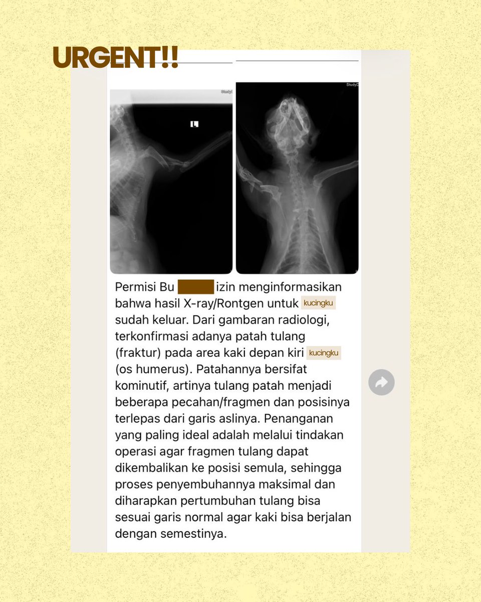 yelloujea7's tweet photo. halo teman-teman. mohon bantuan like/repostnya🥹🙏

aku lagi buka urgent writing commission buat bantu-bantu biaya operasi kucingku. kondisinya kucingku habis ketabrak motor dan patah tulang, sekarang sedang ditangani di dokter hewan. 

untuk tnc commis bisa dibaca di reply https://t.co/dn5O4NjsSB