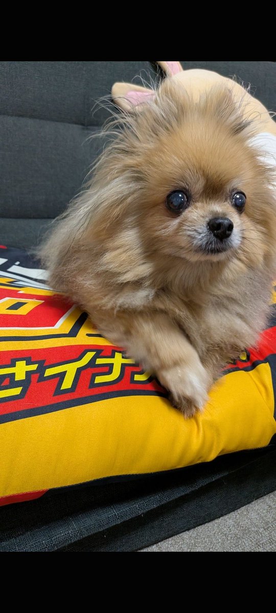Shiroizushi's tweet photo. @wxiaye 4日くらいかけて
やっと「シャドウズ・エッジ」
見終わりました💪
まさか
おGちゃんになったジャッキーの
カンフーバトルが
たくさん観れるとは‼️
ジャッキーの吹替も石丸氏だし
いや〜、映画って
いいものですね
では
サヨナラ
サヨナラ
いや〜、ポメちゃん
かわいいですね
では
ヨシ
ヨシ
山本ヨシ https://t.co/yJIrMtblZI