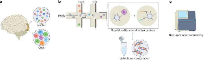Atrsi_B's tweet photo. Droplet-based single-cell RNA sequencing (scRNA-seq) pipeline in a nutshell:
1️⃣ Suspension: Generate single-cell or single-nuclei suspensions directly from the target tissue.#BioMed #SingleCell #Science https://t.co/SYyL0Xp3bN