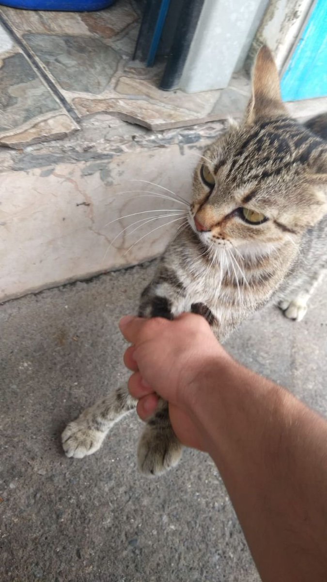Morrisaahh's tweet photo. 🐈 No matter how hard the world gets,
A pet's love can make everything feel okay. 🤍 https://t.co/yun5HERbKA