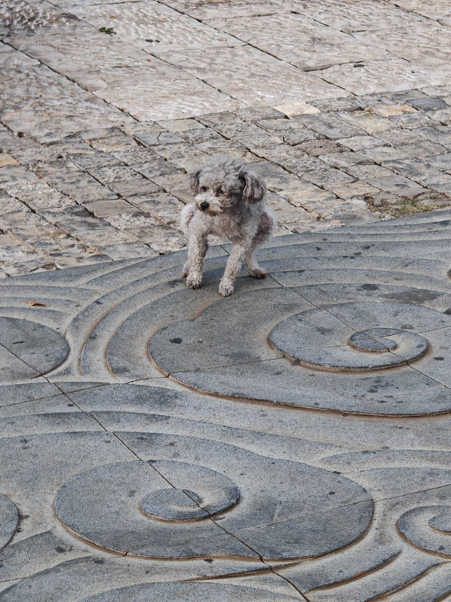 Renlu_ai's tweet photo. 偶遇一直只正在拉💩的 mini dog 。

这些黄色和白色的菌是什么，

就生长在这些长满青苔的树上

问了豆包说不出准确答案，

是否可以吃？ https://t.co/EJMZVeyP1M