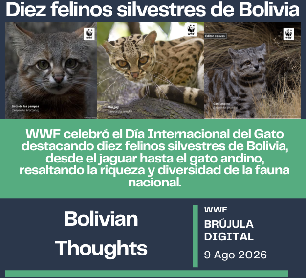 bolivianthought's tweet photo. Ten Wild Felines of Bolivia 
https://t.co/sOPGZxciKX

#Bolivia #WWFBolivia #FaunaSilvestre #Conservacion #DiaInternacionalDelGato https://t.co/jcxiwHzsEq