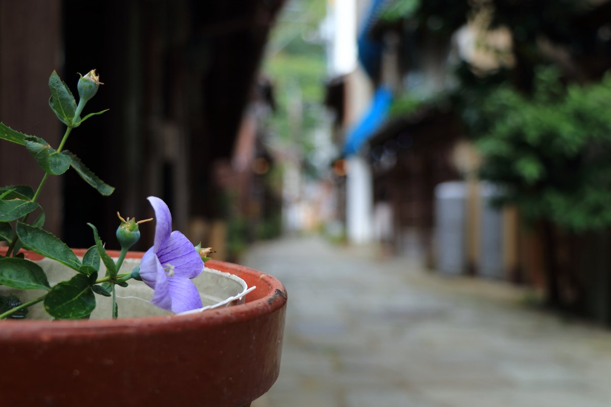nobu_c_pic's tweet photo. 写活 ~風情ある港町~
#島根
#美保関
#青石畳通り⁡
#島根観光
#島根旅行⁡
⁡#風景⁡
⁡#風景写真
#canon
#EOS80D
#キリトリセカイ⁡
⁡#写真で伝えたい私の世界
#ファインダー越しの私の世界
※令和8年8月9日撮影
※無断転載・保存禁止 https://t.co/msw0cumvXk