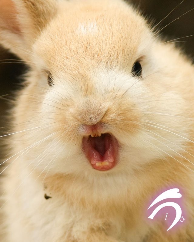 utajima's tweet photo. うさぎさんの自慢の前歯🐰🎶 https://t.co/UJwcaVJ1jt