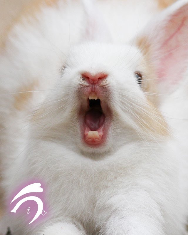 utajima's tweet photo. うさぎさんの自慢の前歯🐰🎶 https://t.co/UJwcaVJ1jt