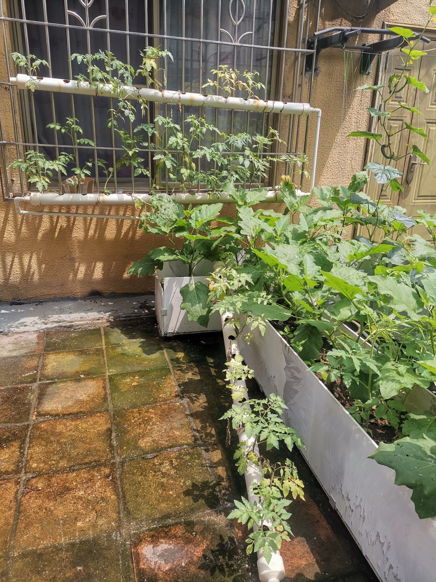 gabor_ann's tweet photo. My tiny balcony that was just a storage spot last year now grows tomatoes and herbs—small spaces, big joys! https://t.co/XSPEnOIeSs
