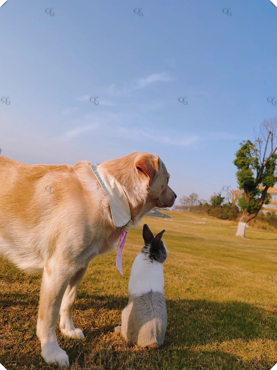 CloGorringe's tweet photo. Nothing beats a lazy Sunday spent snuggling with your fluffy best friend  Warm, fuzzy moments that make every day brighter. https://t.co/f3p0EGGTJ4