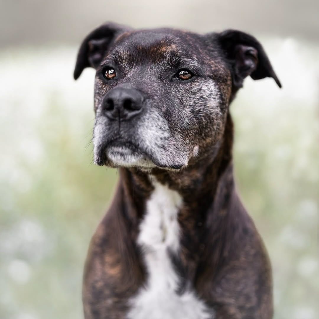 SosAbuelos1's tweet photo. #BARCELONA
#STANFORD tiene 9 años; es un perro bellísimo. Muy bueno y activo. Fácil de pasear y no es reactivo. 

Realmente estamos ante un perro muy noble que, desgraciadamente, mucha gente ni querrá conocer por ser de su raza... 

Contacto: 93 465 52 24 https://t.co/C1RV8zvA9O