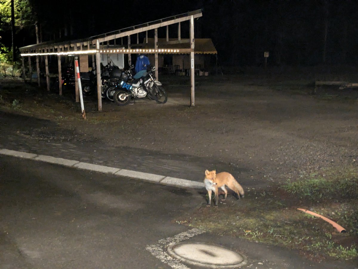 ginger_xtz's tweet photo. fox!!! fox!!!!!!! https://t.co/5ltvGJaOjo