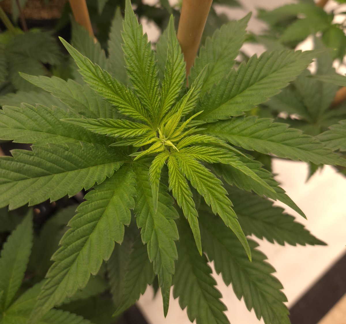 kclightup's tweet photo. Morning check in on the plants. They are really starting to take off. I have been watering them twice a day.
#koshernutrients
1080 ppm
6.0 PH
700 ppfd across the canopy
80°
60% humidity
#growyourown #fuckcancer #GetScreened https://t.co/jeTk6zBgst
