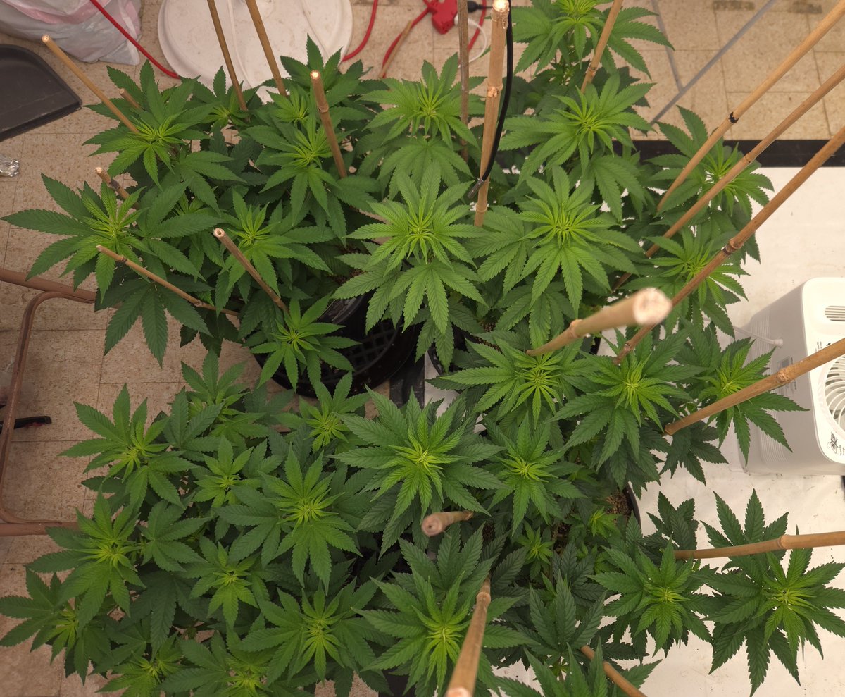 kclightup's tweet photo. Morning check in on the plants. They are really starting to take off. I have been watering them twice a day.
#koshernutrients
1080 ppm
6.0 PH
700 ppfd across the canopy
80°
60% humidity
#growyourown #fuckcancer #GetScreened https://t.co/jeTk6zBgst